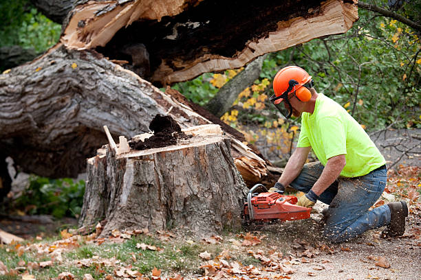 The Steps Involved in Our Tree Care Process in Hurt, VA